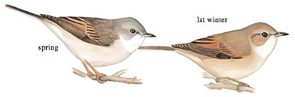 灰白喉林莺 / Common Whitethroat / Curruca communis