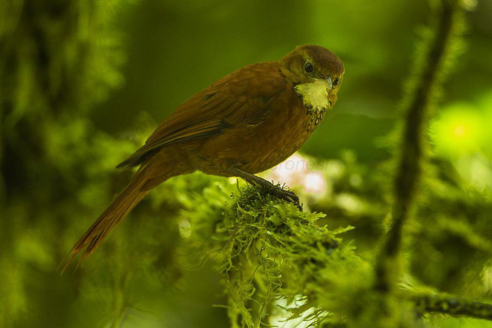 黄斑爬树雀 / Star-chested Treerunner / Margarornis stellatus