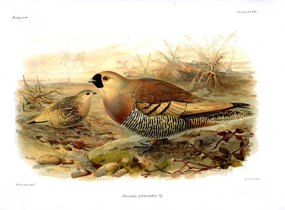 马岛沙鸡 / Madagascan Sandgrouse / Pterocles personatus