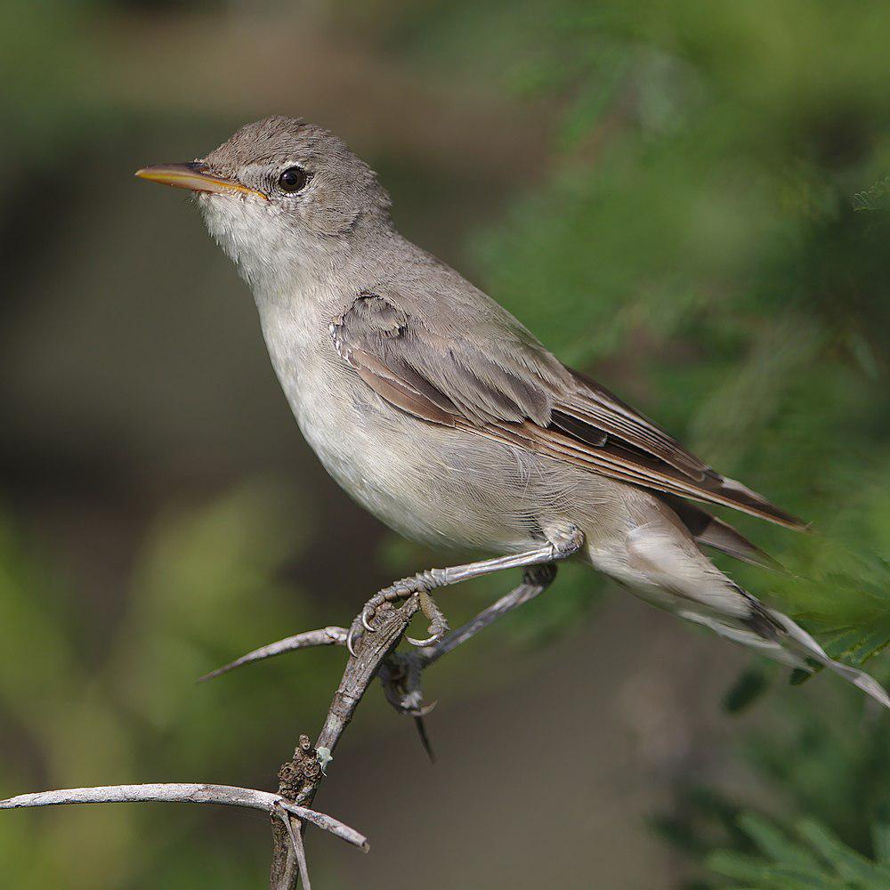 橄榄篱莺 / Olive-tree Warbler / Hippolais olivetorum