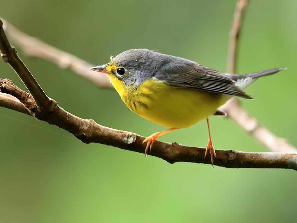 加拿大威森莺 / Canada Warbler / Cardellina canadensis