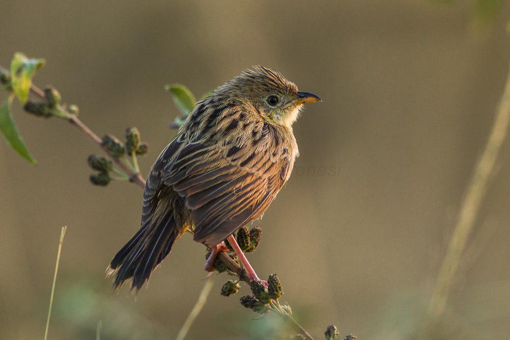 艾氏扇尾莺 / Wing-snapping Cisticola / Cisticola ayresii