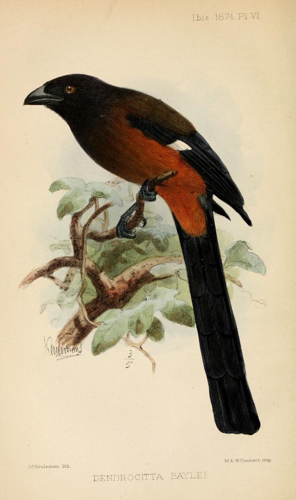 安达曼树鹊 / Andaman Treepie / Dendrocitta bayleii