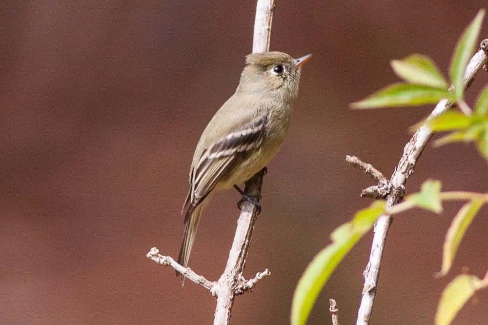 松纹霸鹟 / Pine Flycatcher / Empidonax affinis