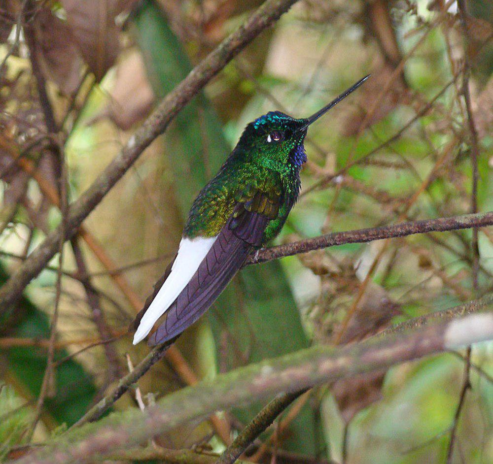 白尾星额蜂鸟 / White-tailed Starfrontlet / Coeligena phalerata