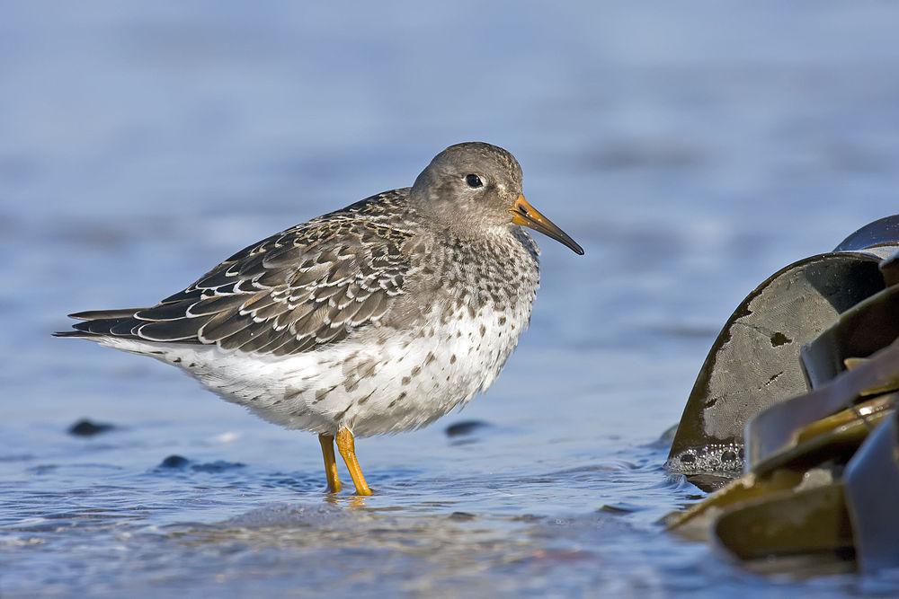 紫滨鹬 / Purple Sandpiper / Calidris maritima