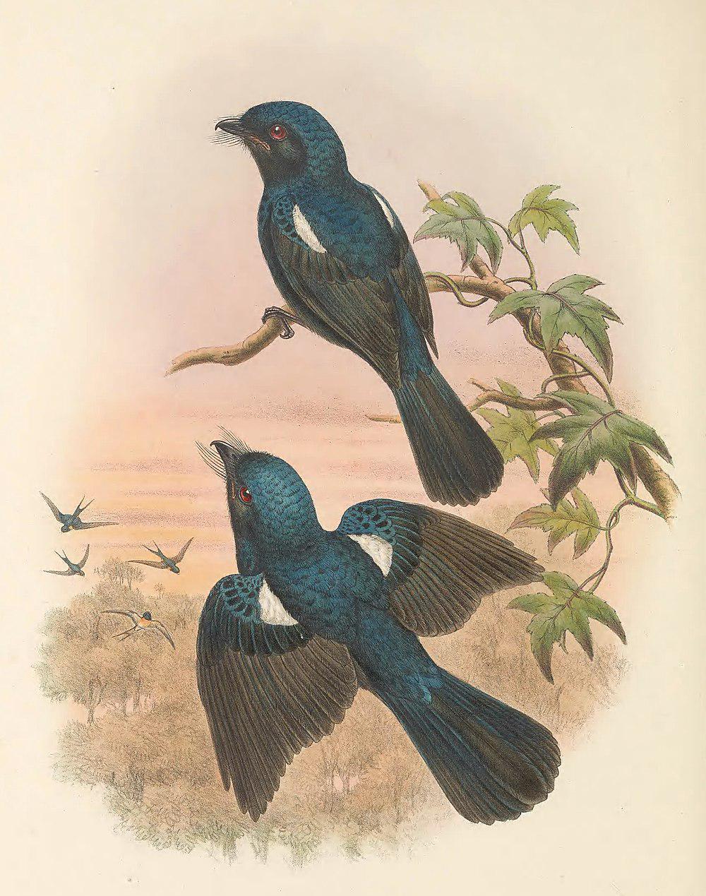 须嘴卷尾 / Drongo Fantail / Chaetorhynchus papuensis