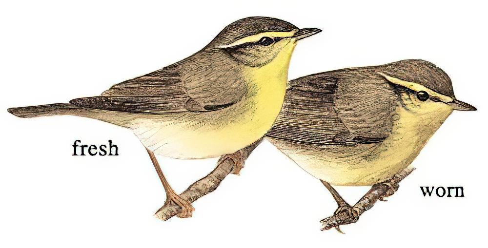 黄腹柳莺 / Tickell\'s Leaf Warbler / Phylloscopus affinis