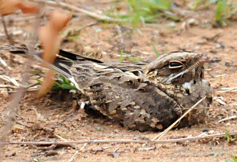 印度夜鹰 / Indian Nightjar / Caprimulgus asiaticus