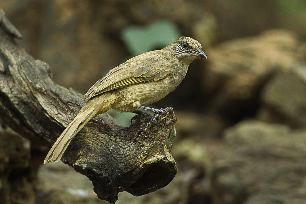 条耳鹎 / Streak-eared Bulbul / Pycnonotus conradi