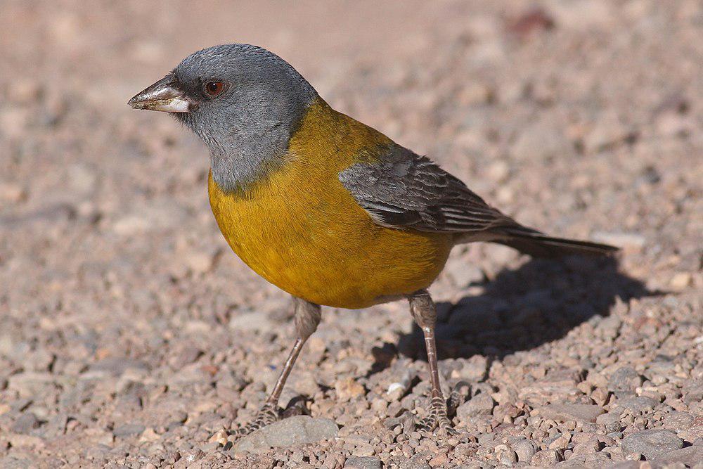 灰头岭雀鹀 / Grey-hooded Sierra Finch / Phrygilus gayi