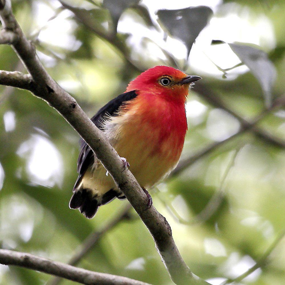 斑尾娇鹟 / Band-tailed Manakin / Pipra fasciicauda