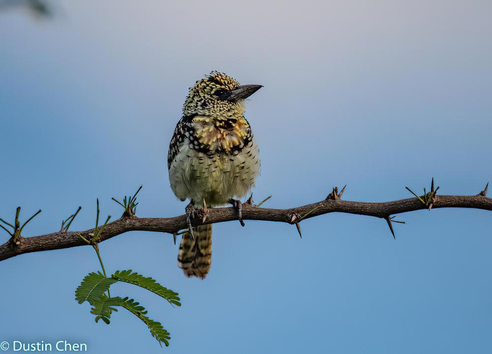 东非拟啄木 / D\'Arnaud\'s Barbet / Trachyphonus darnaudii