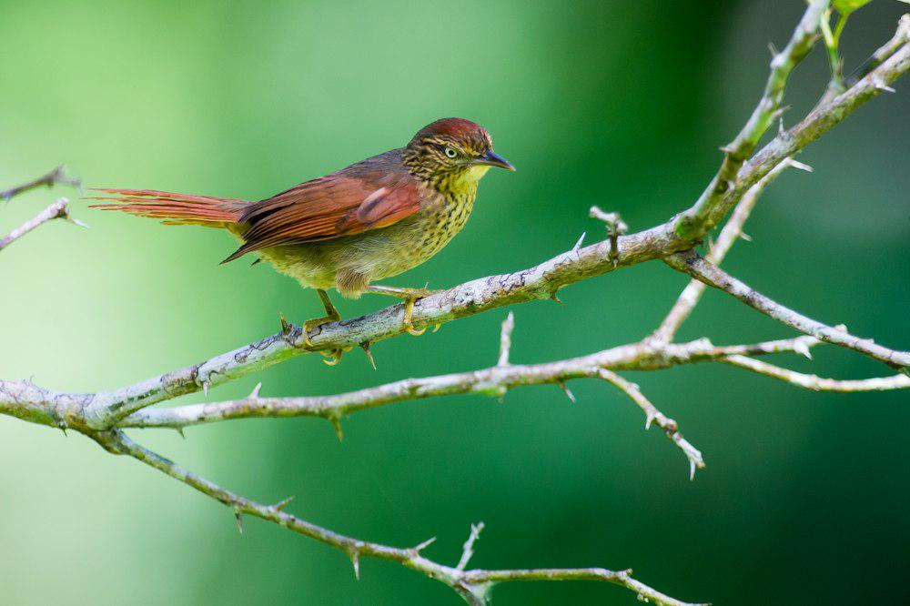 斑针尾雀 / Speckled Spinetail / Cranioleuca gutturata