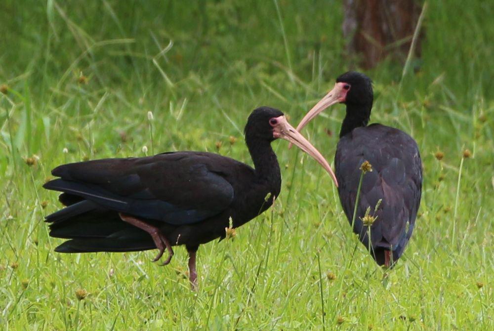 长尾鹮 / Sharp-tailed Ibis / Cercibis oxycerca