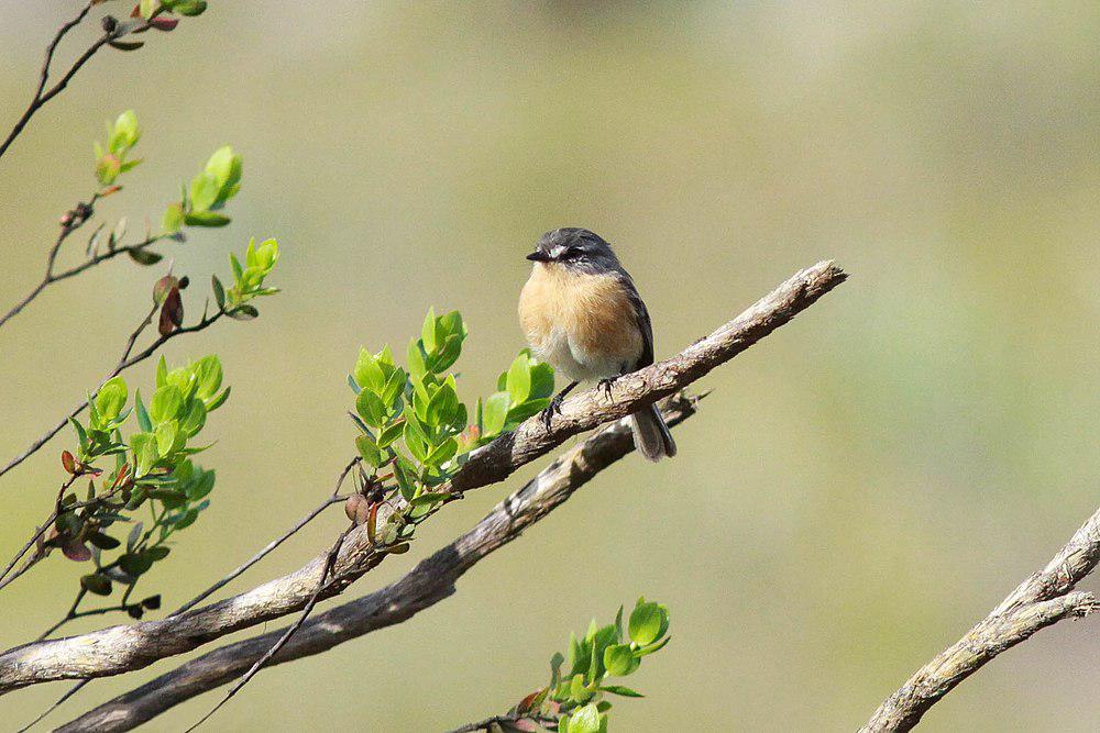 灰背多斑霸鹟 / Grey-backed Tachuri / Polystictus superciliaris