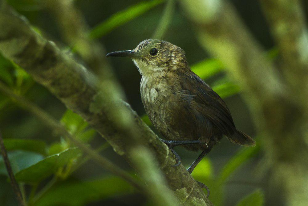 内氏鹪鹩 / Nava\'s Wren / Hylorchilus navai