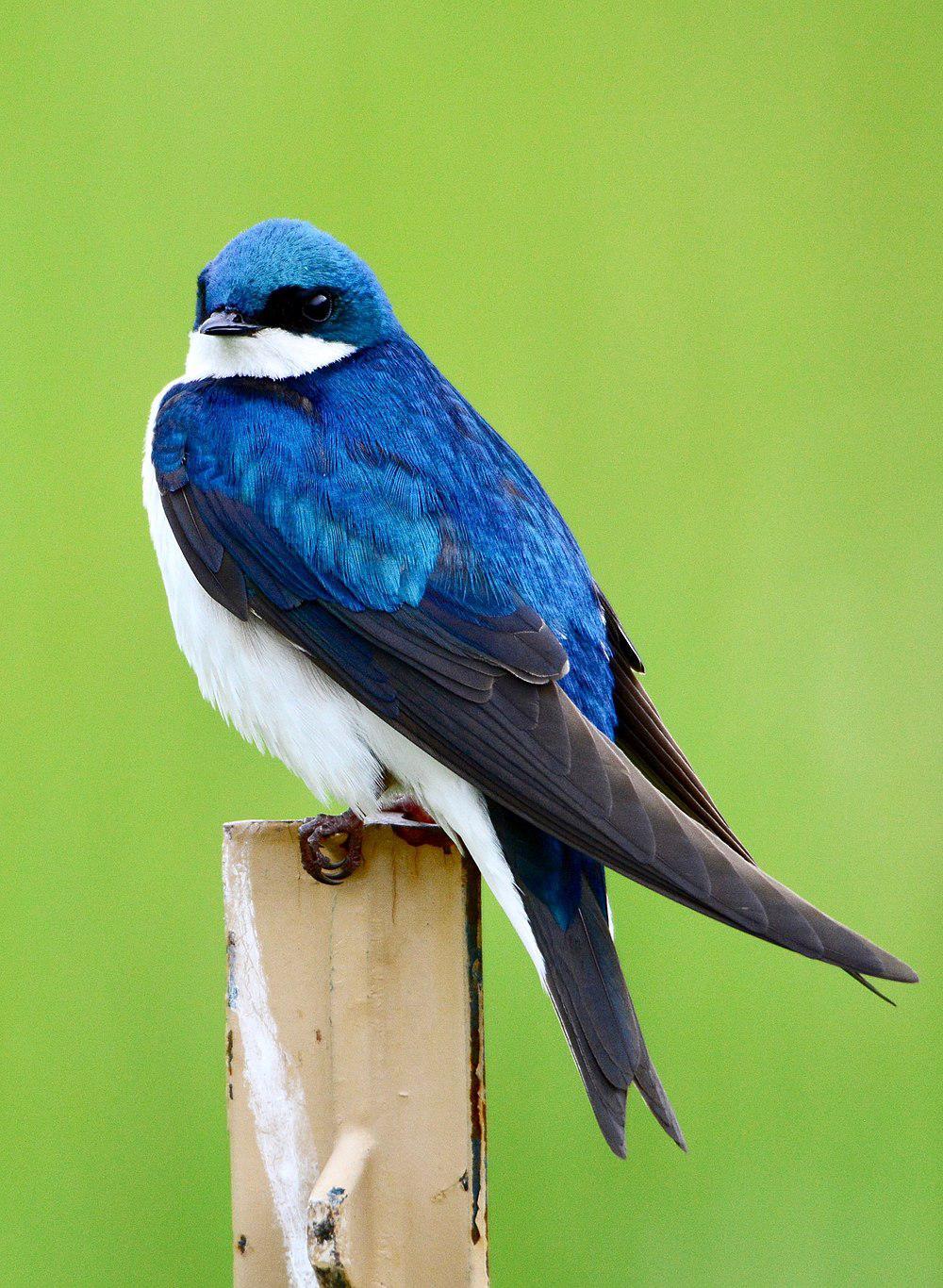 双色树燕 / Tree Swallow / Tachycineta bicolor