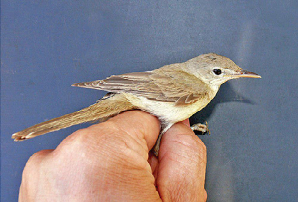 西草绿篱莺 / Western Olivaceous Warbler / Iduna opaca