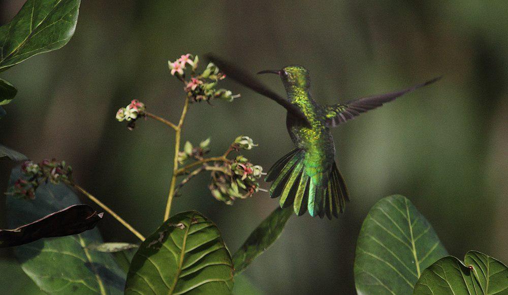 绿尾金喉蜂鸟 / Green-tailed Goldenthroat / Polytmus theresiae