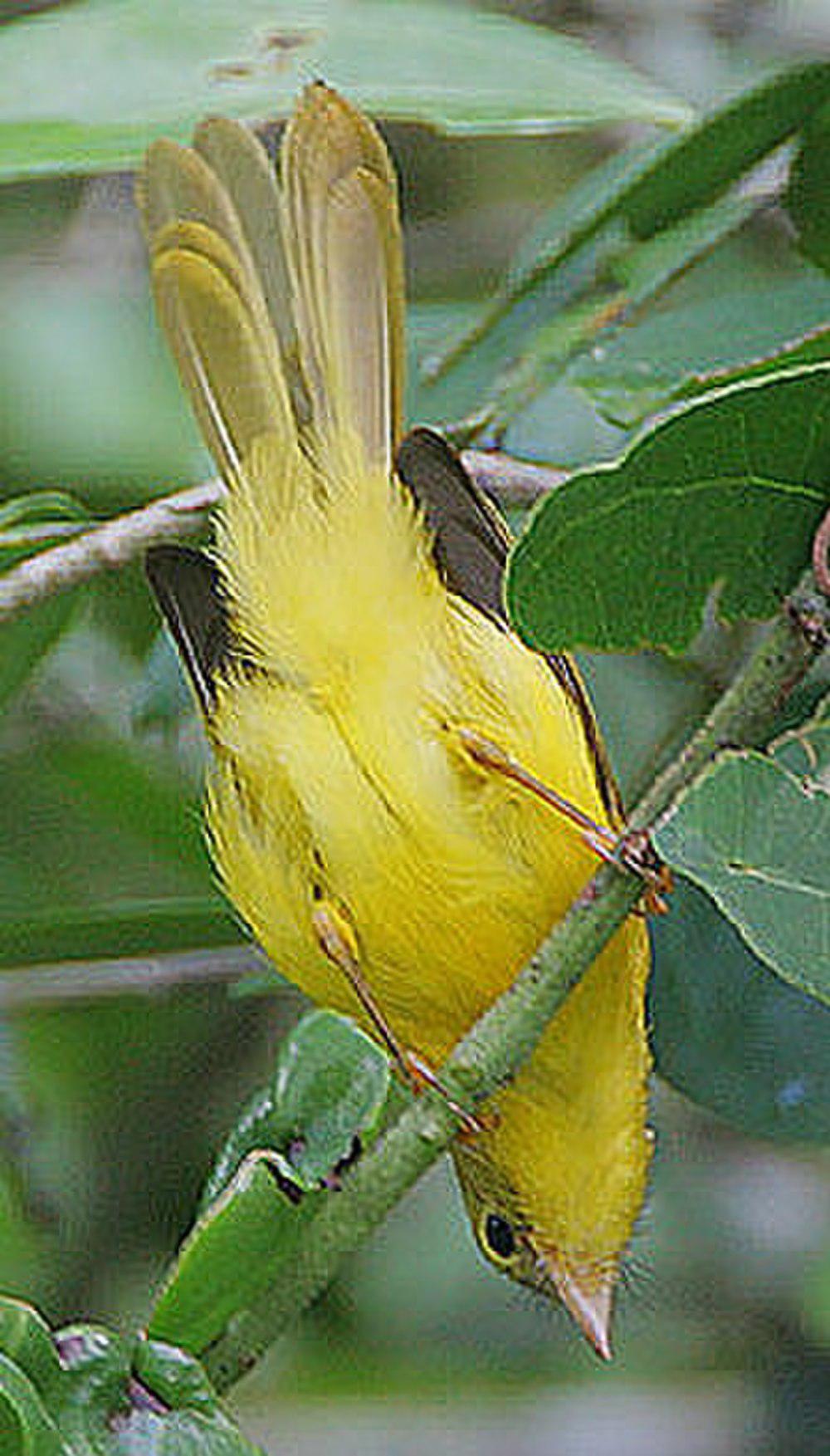 黄红鹟 / Little Yellow Flycatcher / Erythrocercus holochlorus