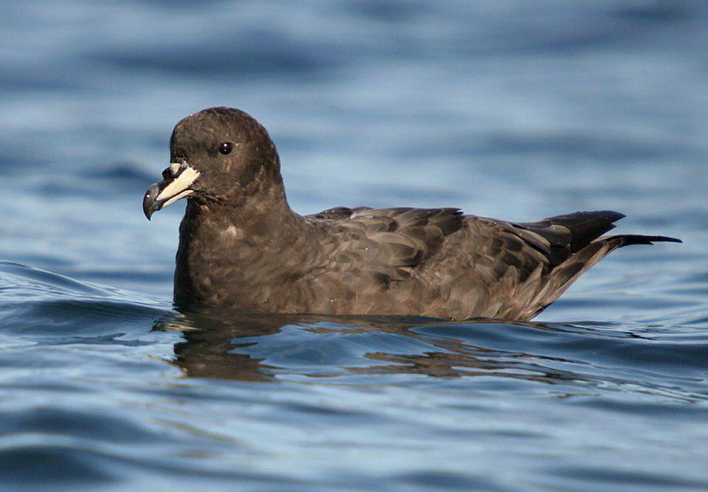 大黑风鹱 / Westland Petrel / Procellaria westlandica