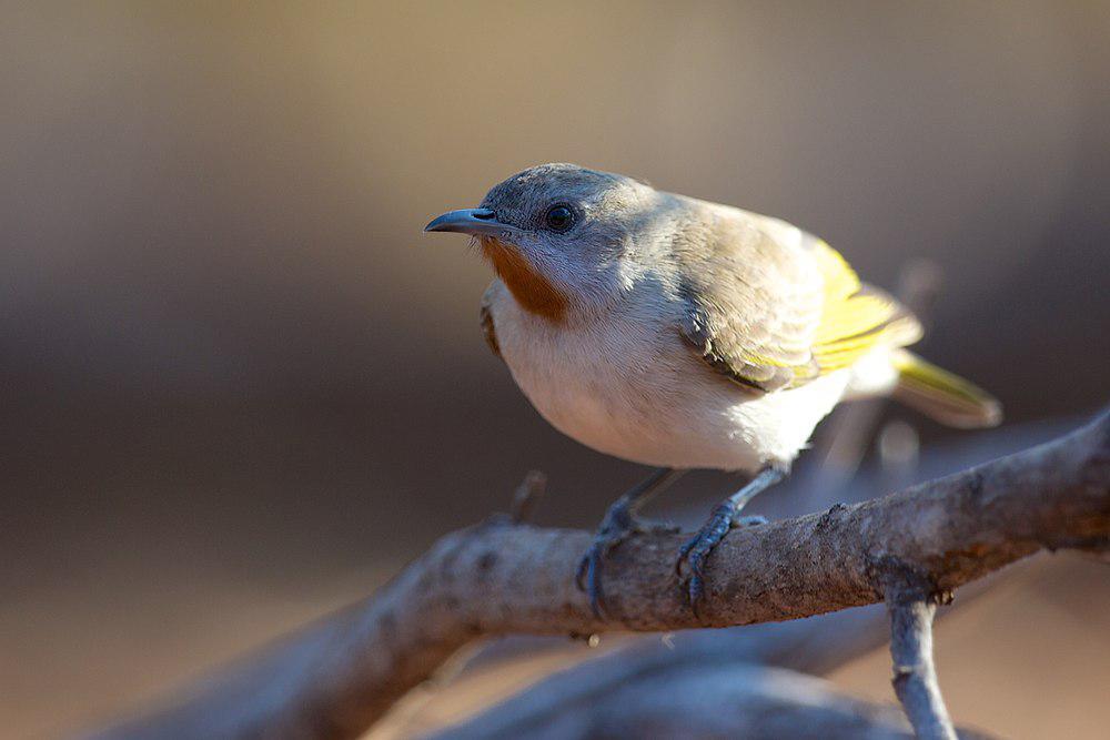 红喉蚊蜜鸟 / Rufous-throated Honeyeater / Conopophila rufogularis