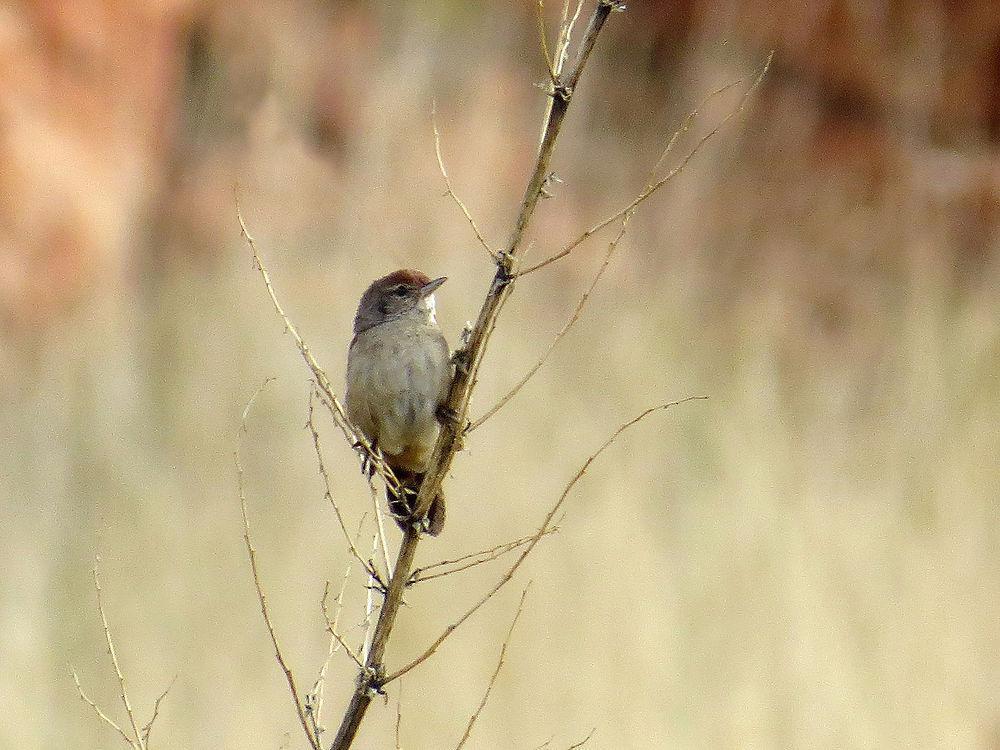 刺莺 / Spinifexbird / Poodytes carteri