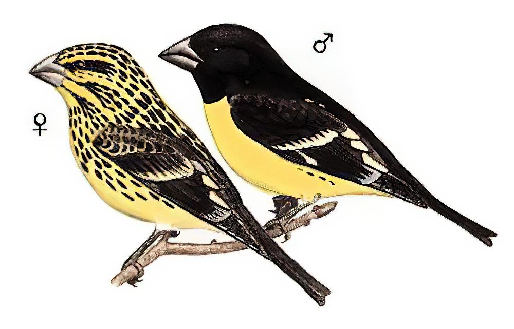 白点翅拟蜡嘴雀 / Spot-winged Grosbeak / Mycerobas melanozanthos