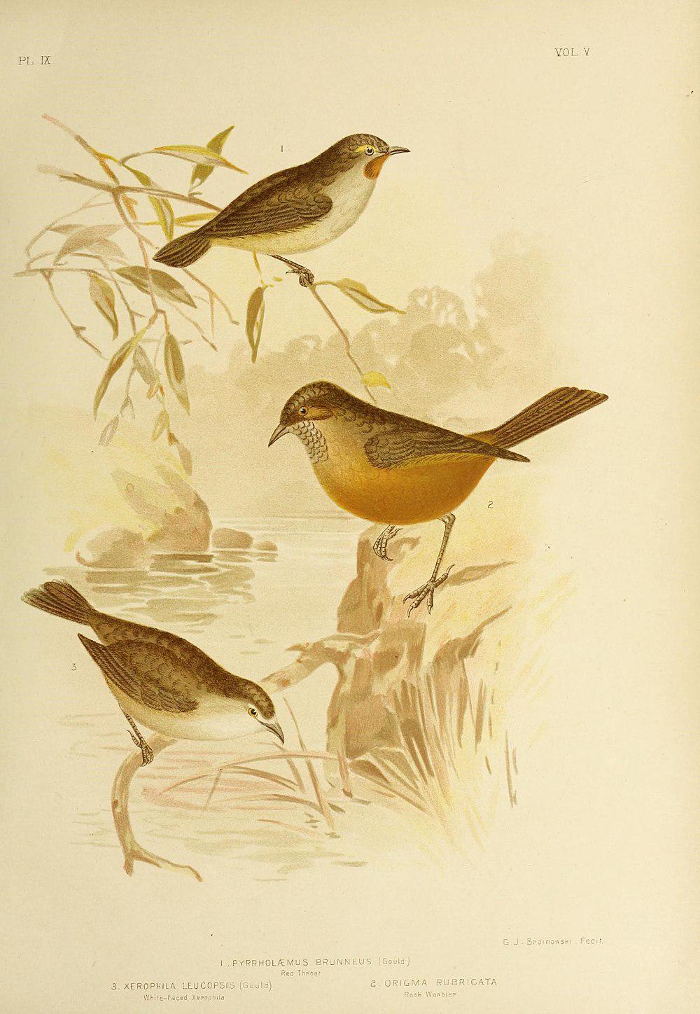 红喉刺莺 / Redthroat / Pyrrholaemus brunneus