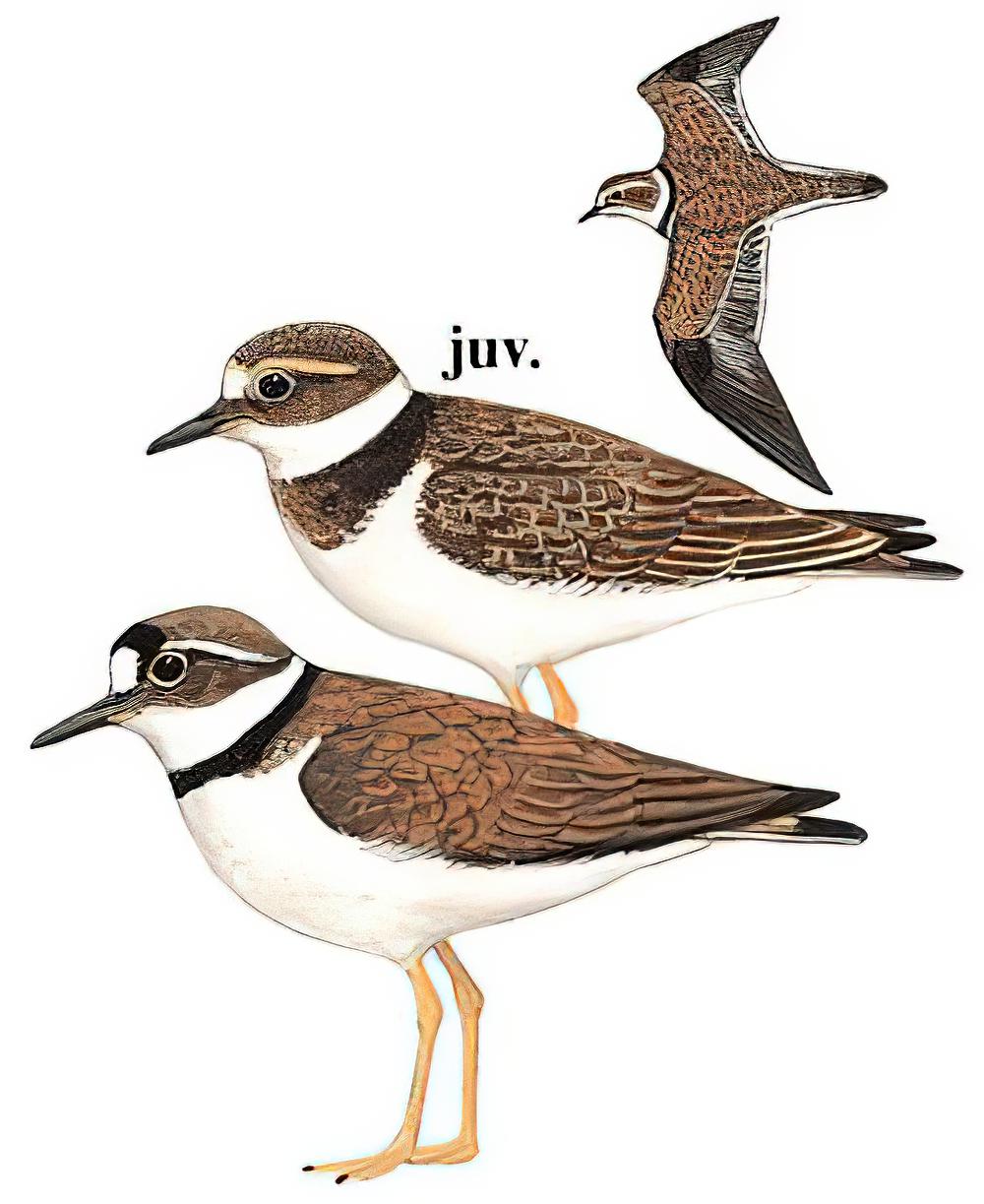 长嘴剑鸻 / Long-billed Plover / Charadrius placidus