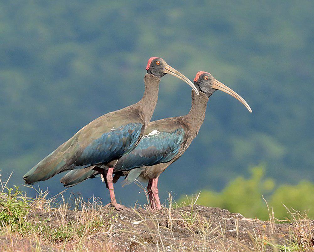 黑鹮 / Red-naped Ibis / Pseudibis papillosa