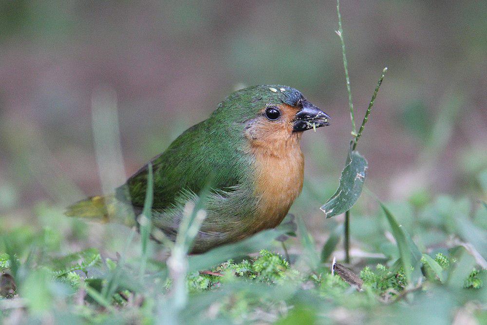 绿尾鹦雀 / Tawny-breasted Parrotfinch / Erythrura hyperythra