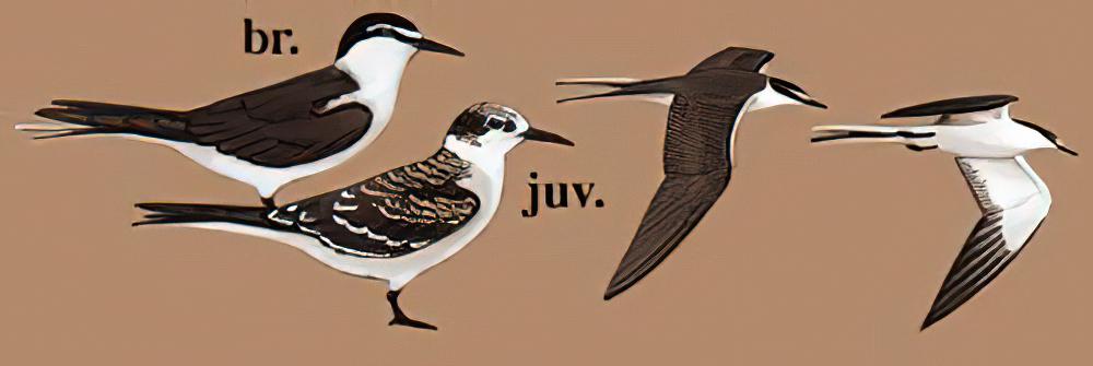 褐翅燕鸥 / Bridled Tern / Onychoprion anaethetus