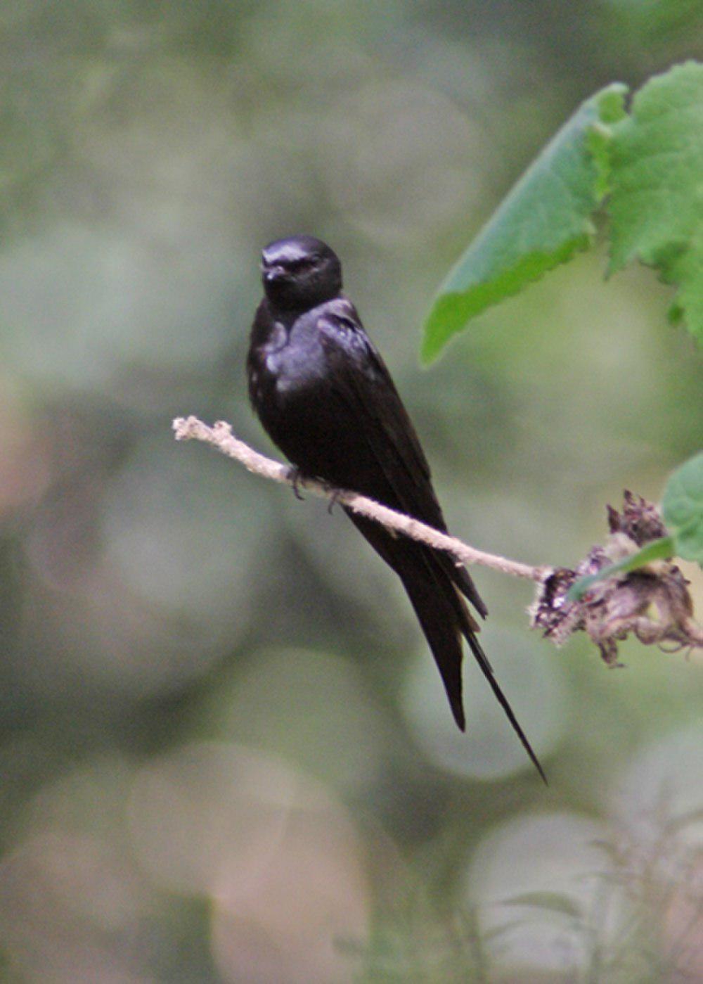 蓝锯翅燕 / Black Saw-wing / Psalidoprocne pristoptera