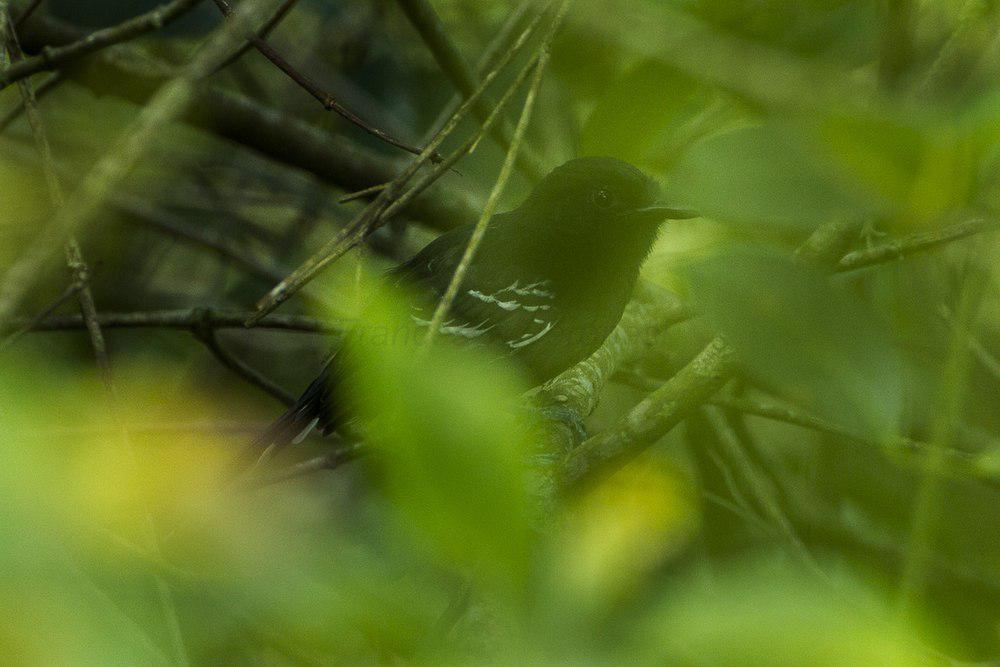 辉黑蚁鸟 / Jet Antbird / Cercomacra nigricans