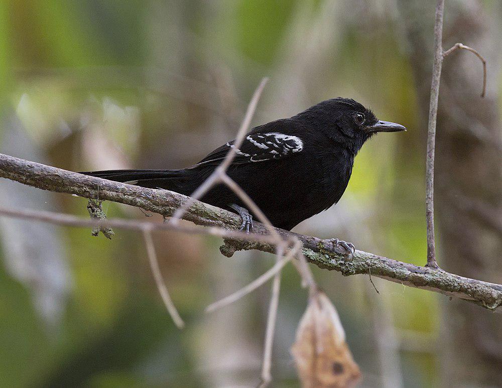 巴纳蚁鸟 / Bananal Antbird / Cercomacra ferdinandi