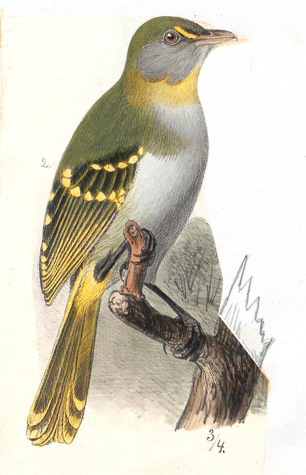 黄喉斗鹎 / Yellow-throated Nicator / Nicator vireo