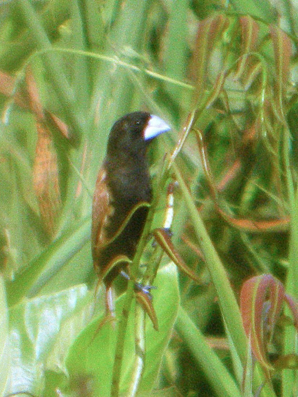 大嘴文鸟 / Great-billed Mannikin / Lonchura grandis