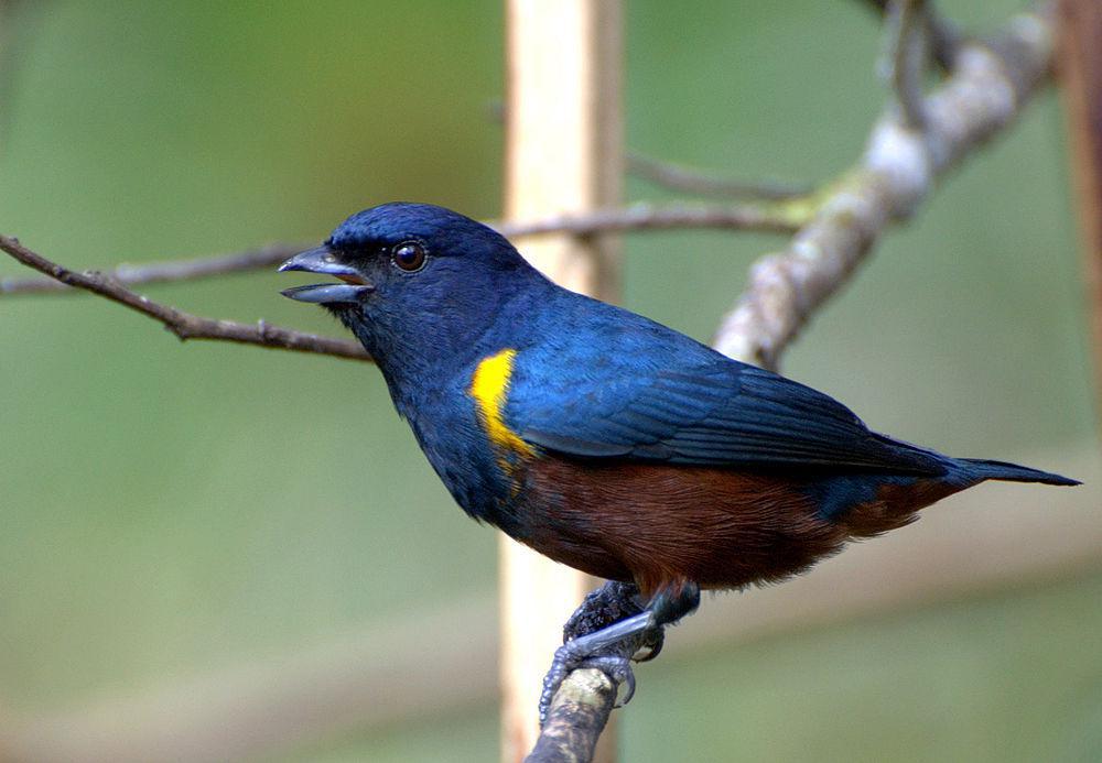 栗腹歌雀 / Chestnut-bellied Euphonia / Euphonia pectoralis