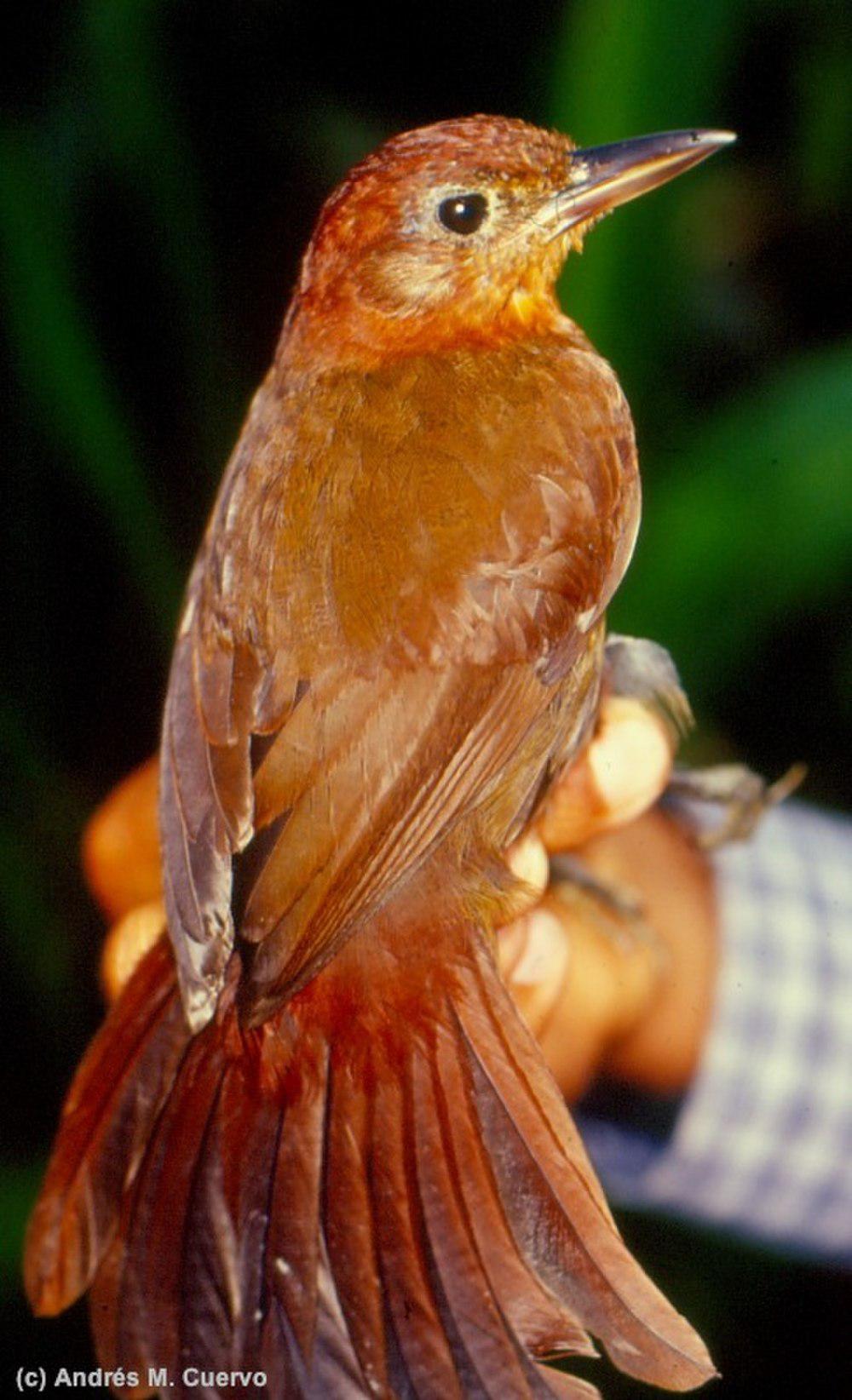 锈色拾叶雀 / Ruddy Foliage-gleaner / Clibanornis rubiginosus