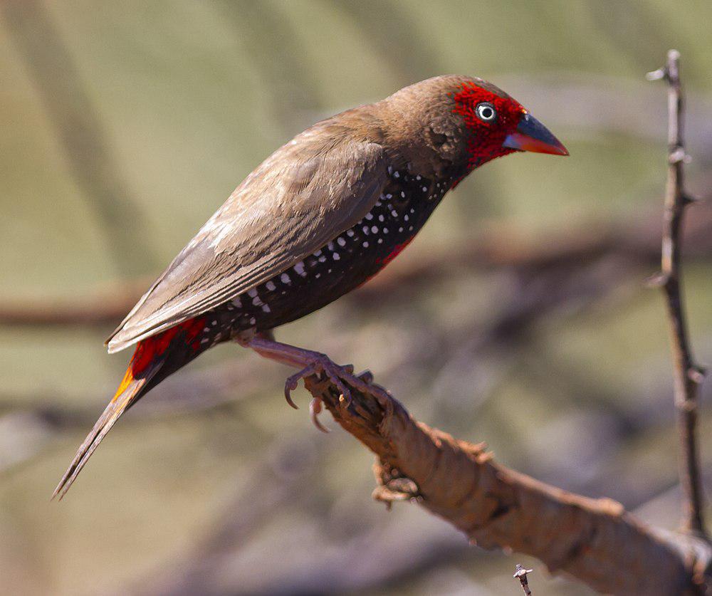 彩火尾雀 / Painted Finch / Emblema pictum