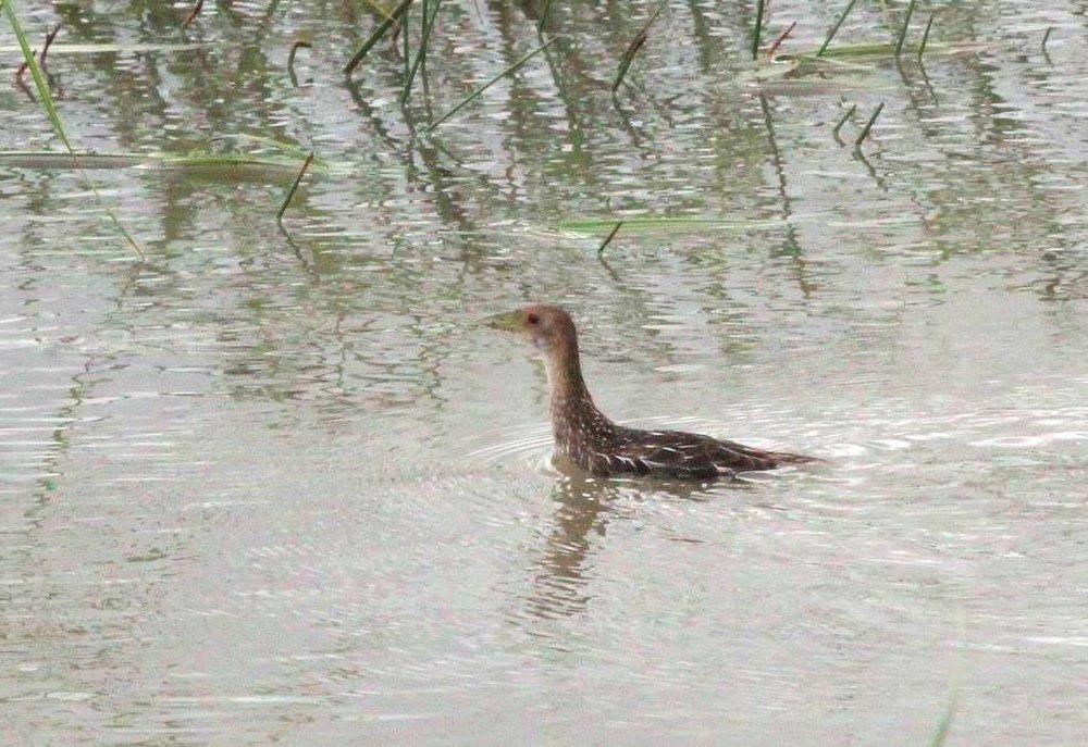 斑纹田鸡 / Striped Crake / Aenigmatolimnas marginalis