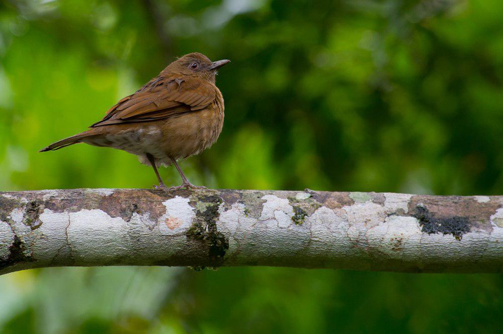 豪氏鸫 / Hauxwell\'s Thrush / Turdus hauxwelli