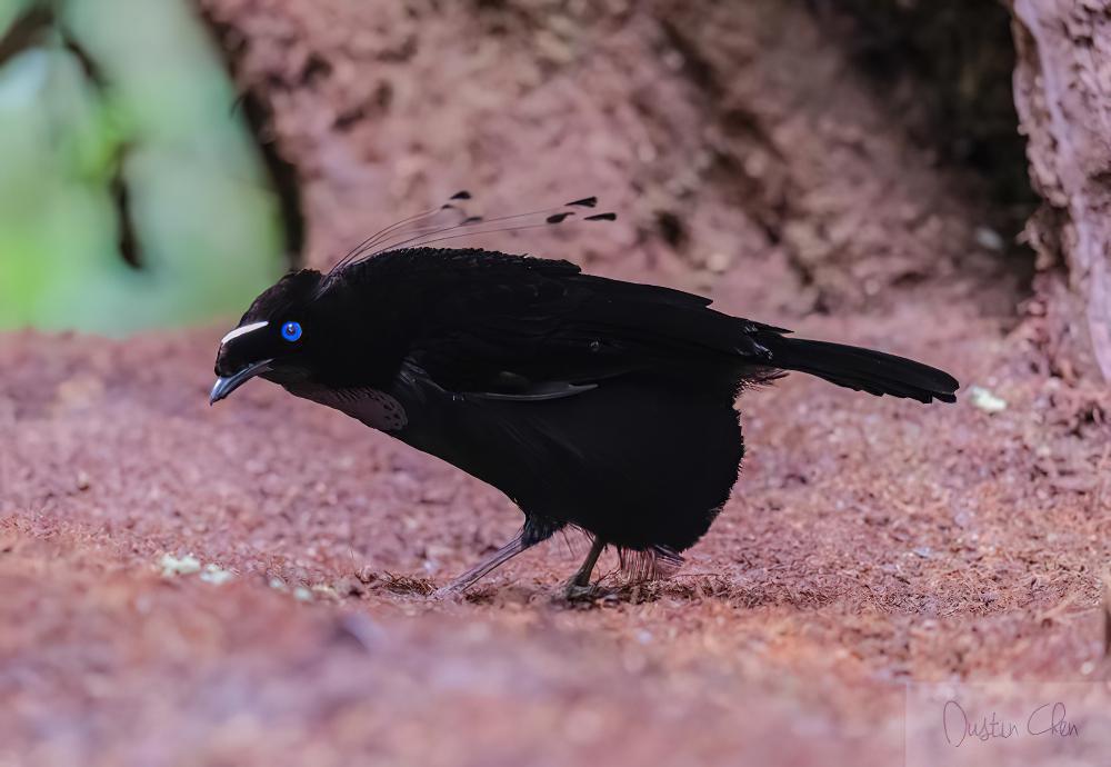 阿法六线风鸟 / Western Parotia / Parotia sefilata