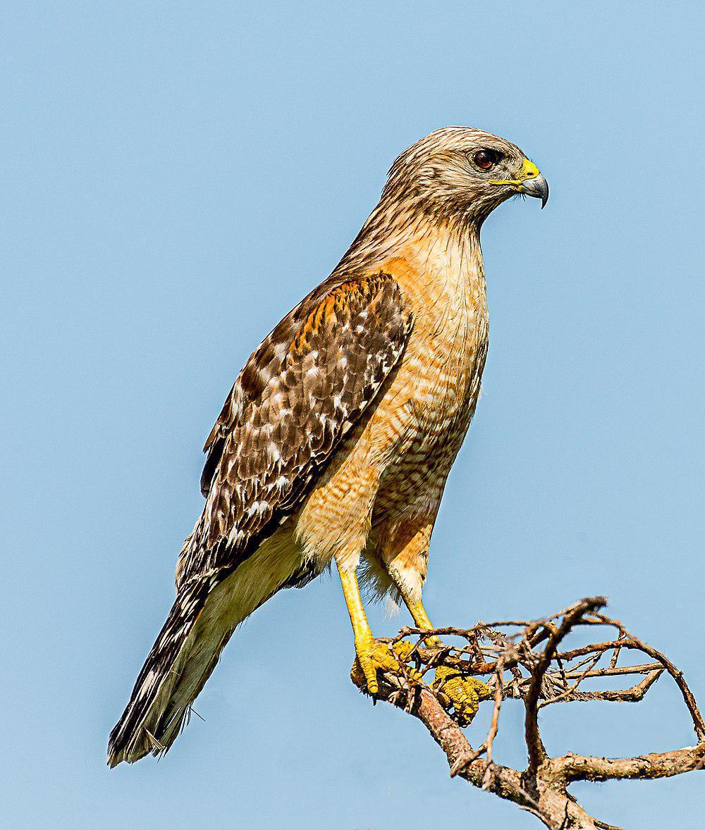 赤肩鵟 / Red-shouldered Hawk / Buteo lineatus