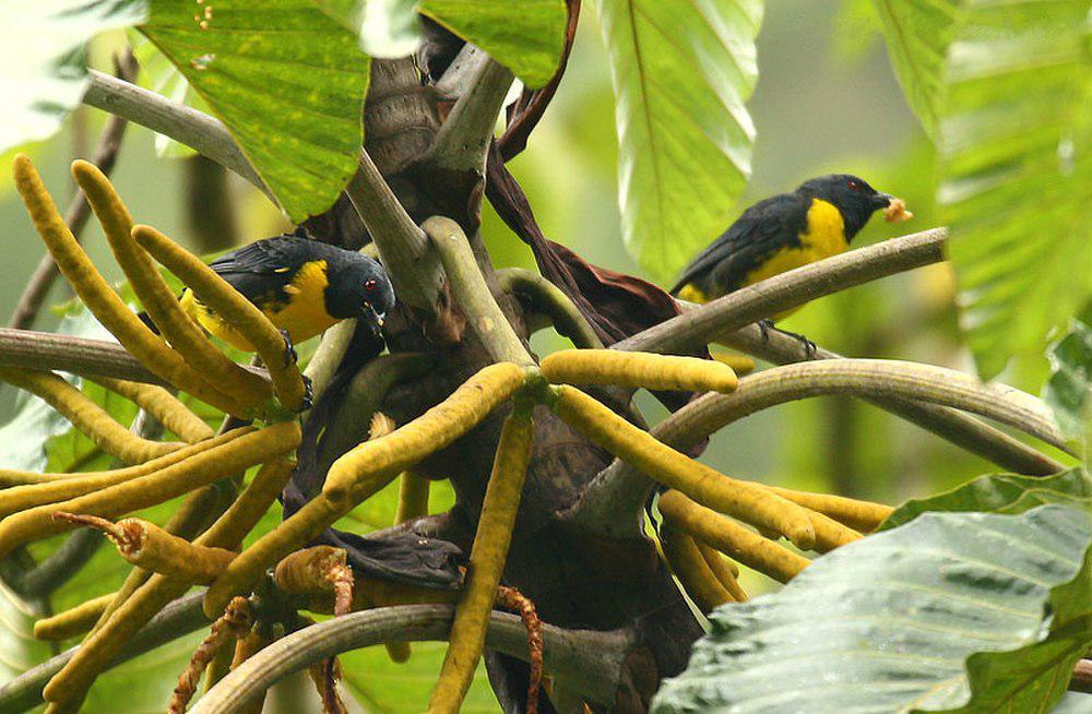 蓝黄唐纳雀 / Blue-and-gold Tanager / Bangsia arcaei