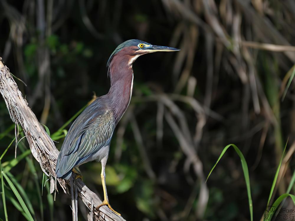 美洲绿鹭 / Green Heron / Butorides virescens