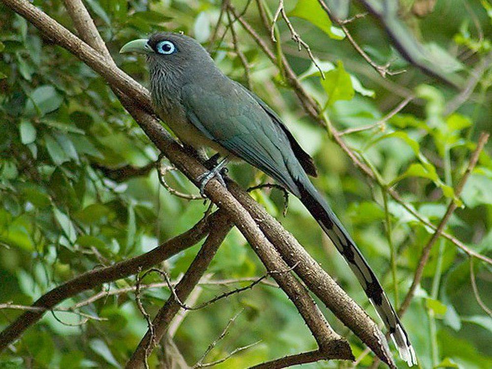 小绿嘴地鹃 / Blue-faced Malkoha / Phaenicophaeus viridirostris