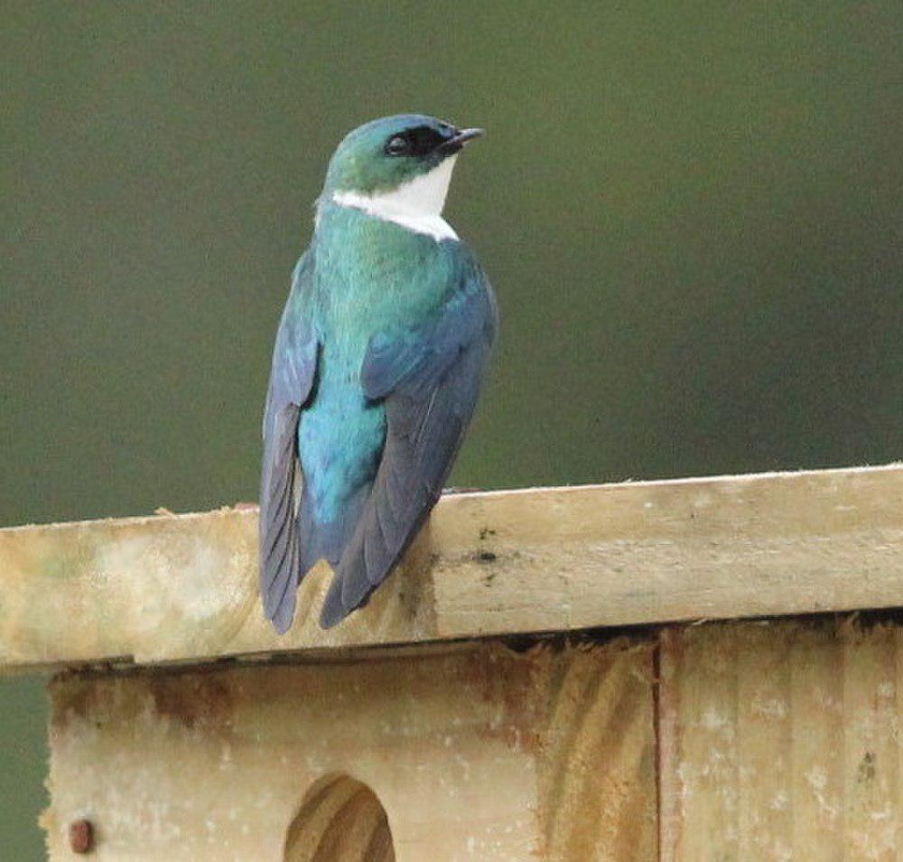 金色树燕 / Golden Swallow / Tachycineta euchrysea